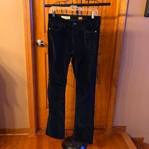 Pilcro Women's Bootcut Royal Blue Corduroy